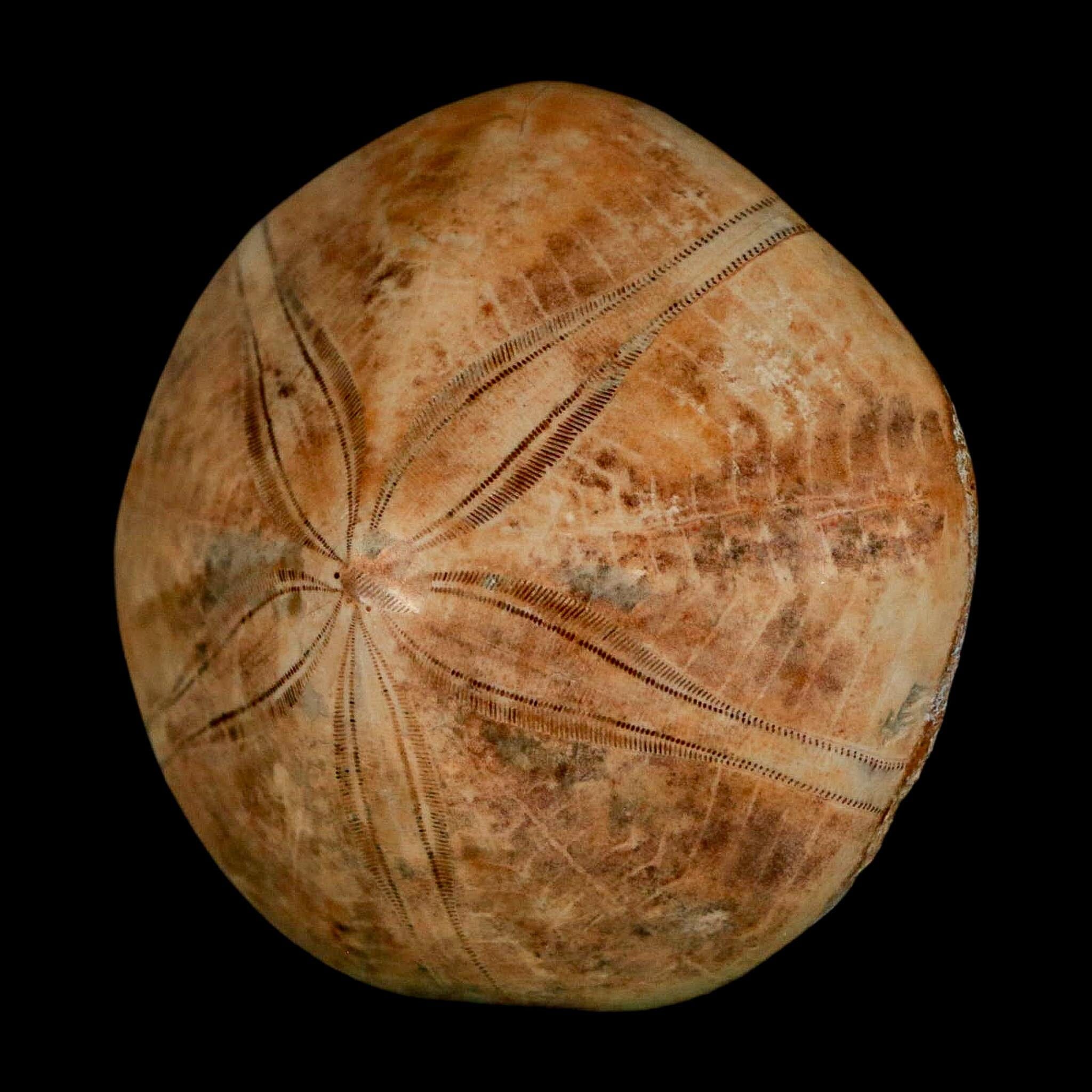 56MM Pygurus Marmonti Sea Urchin Fossil Sand Dollar Jurassic Age Madagascar - Fossil Age Minerals