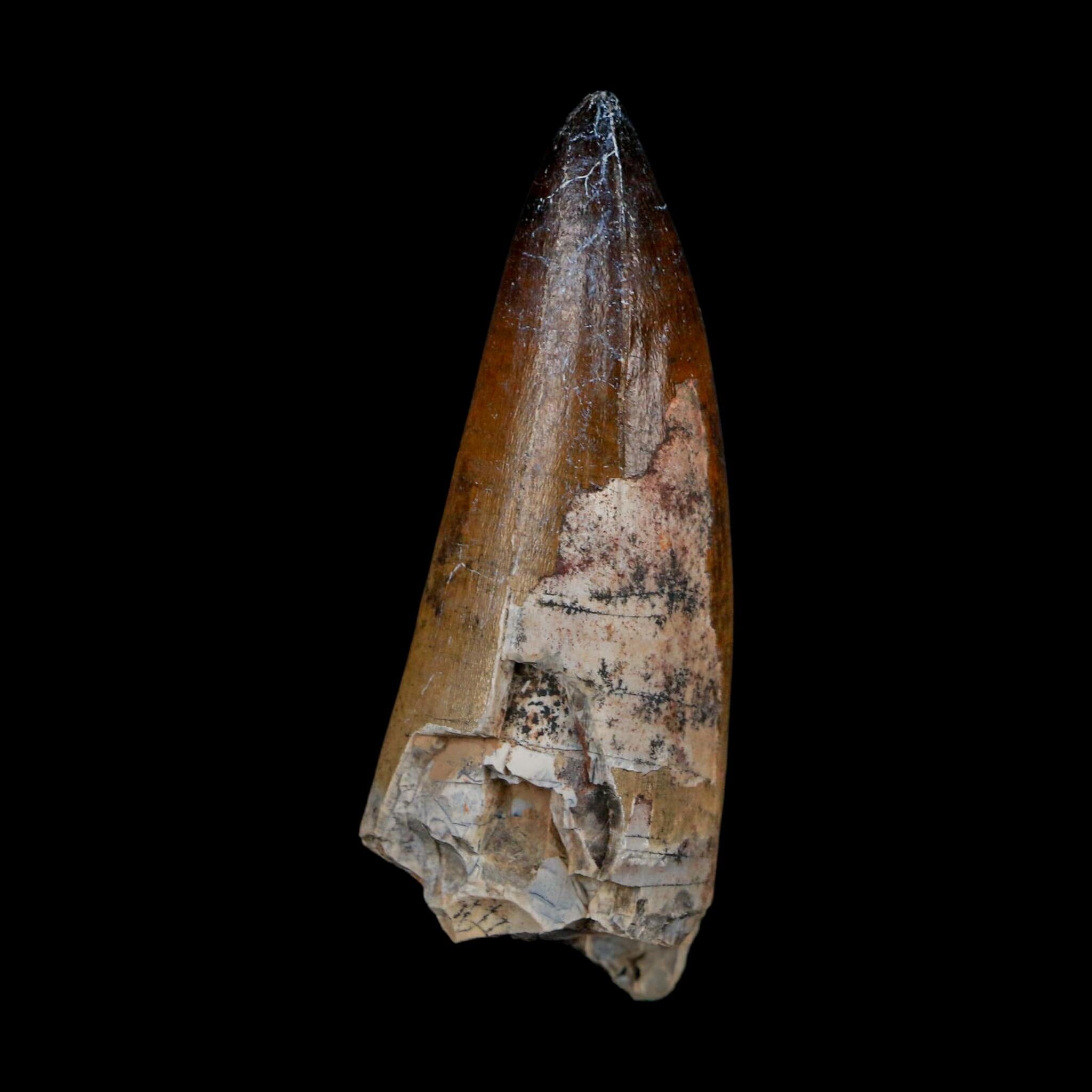 XL 2.6" Sarcosuchus Imperator Crocodile Fossil Tooth Elrhaz FM Cretaceous Niger COA - Fossil Age Minerals