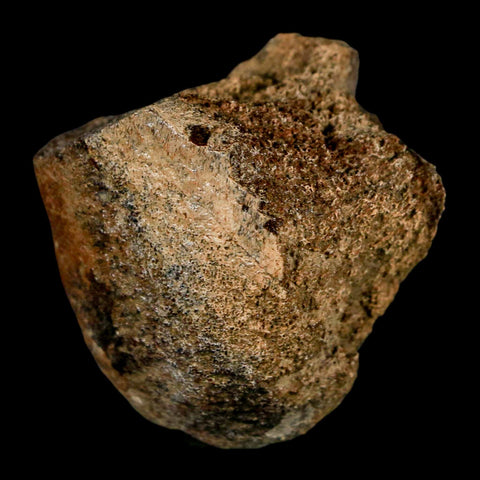 1.9" Edmontosaurus Fossil Limb Bone Lance Creek FM Cretaceous Dinosaur WY COA - Fossil Age Minerals