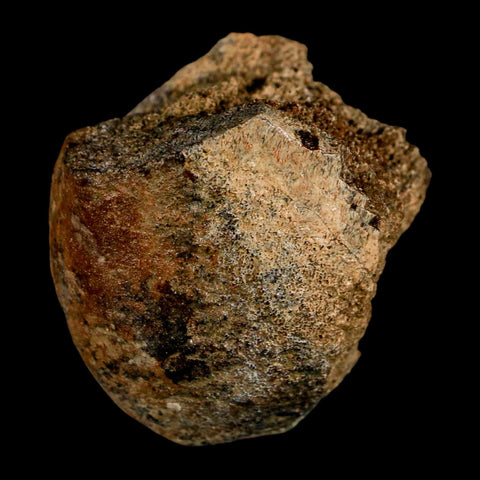 1.9" Edmontosaurus Fossil Limb Bone Lance Creek FM Cretaceous Dinosaur WY COA - Fossil Age Minerals