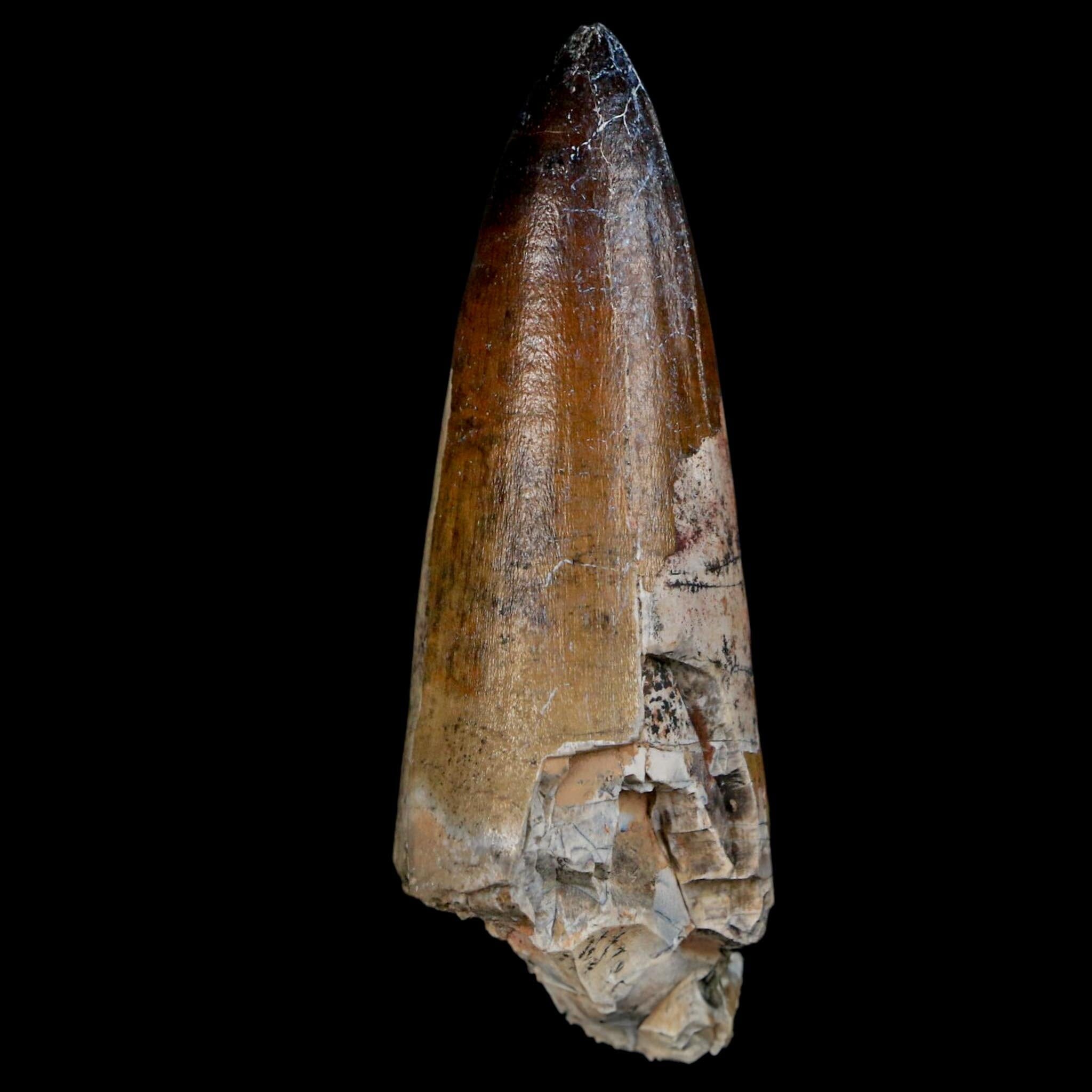 XL 2.6" Sarcosuchus Imperator Crocodile Fossil Tooth Elrhaz FM Cretaceous Niger COA - Fossil Age Minerals
