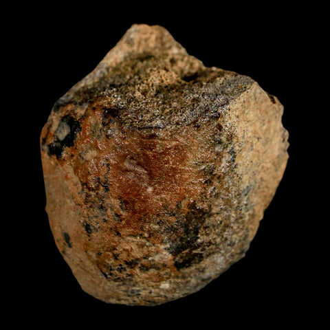 1.9" Edmontosaurus Fossil Limb Bone Lance Creek FM Cretaceous Dinosaur WY COA - Fossil Age Minerals