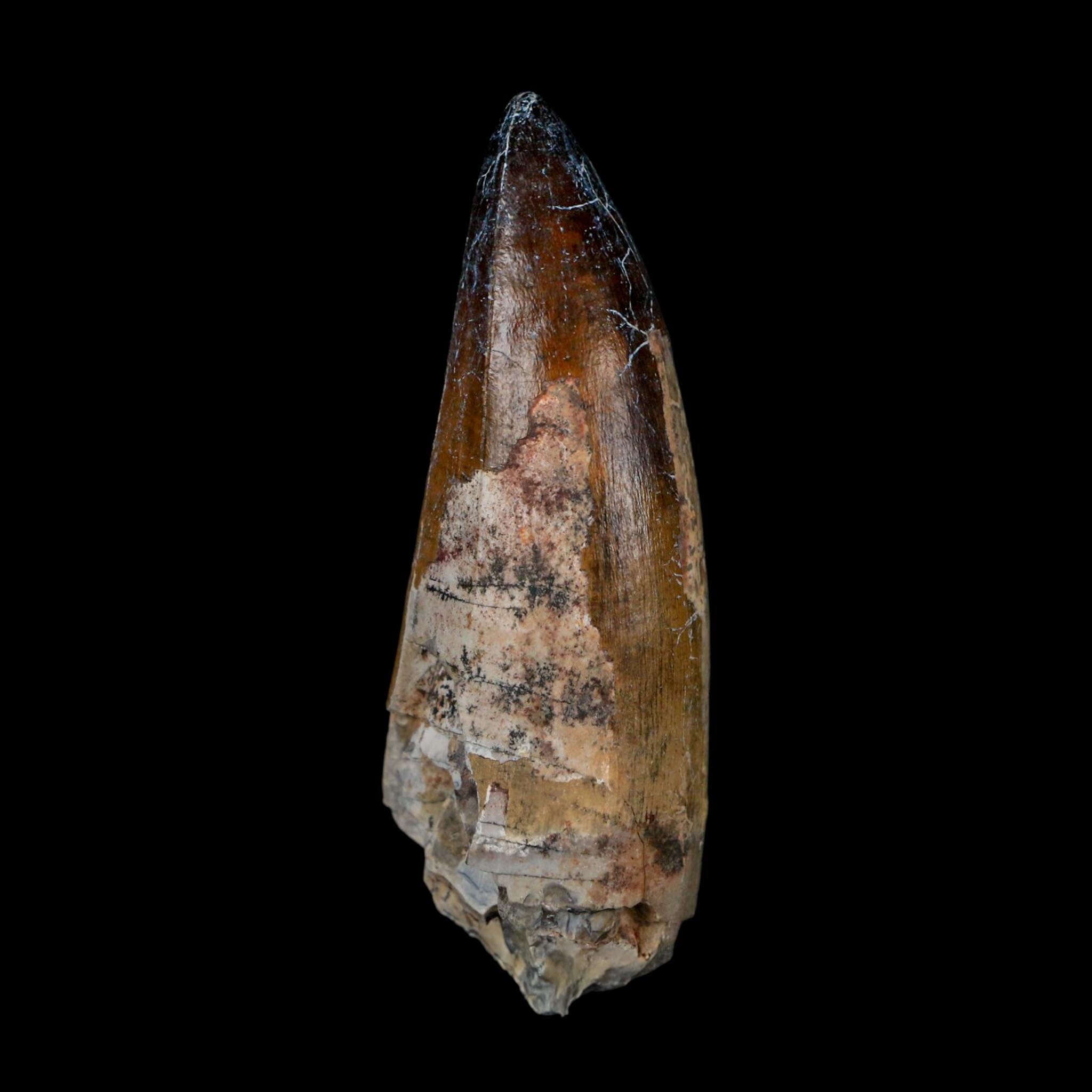 XL 2.6" Sarcosuchus Imperator Crocodile Fossil Tooth Elrhaz FM Cretaceous Niger COA - Fossil Age Minerals