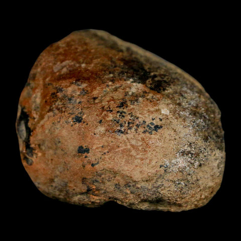 1.9" Edmontosaurus Fossil Limb Bone Lance Creek FM Cretaceous Dinosaur WY COA - Fossil Age Minerals