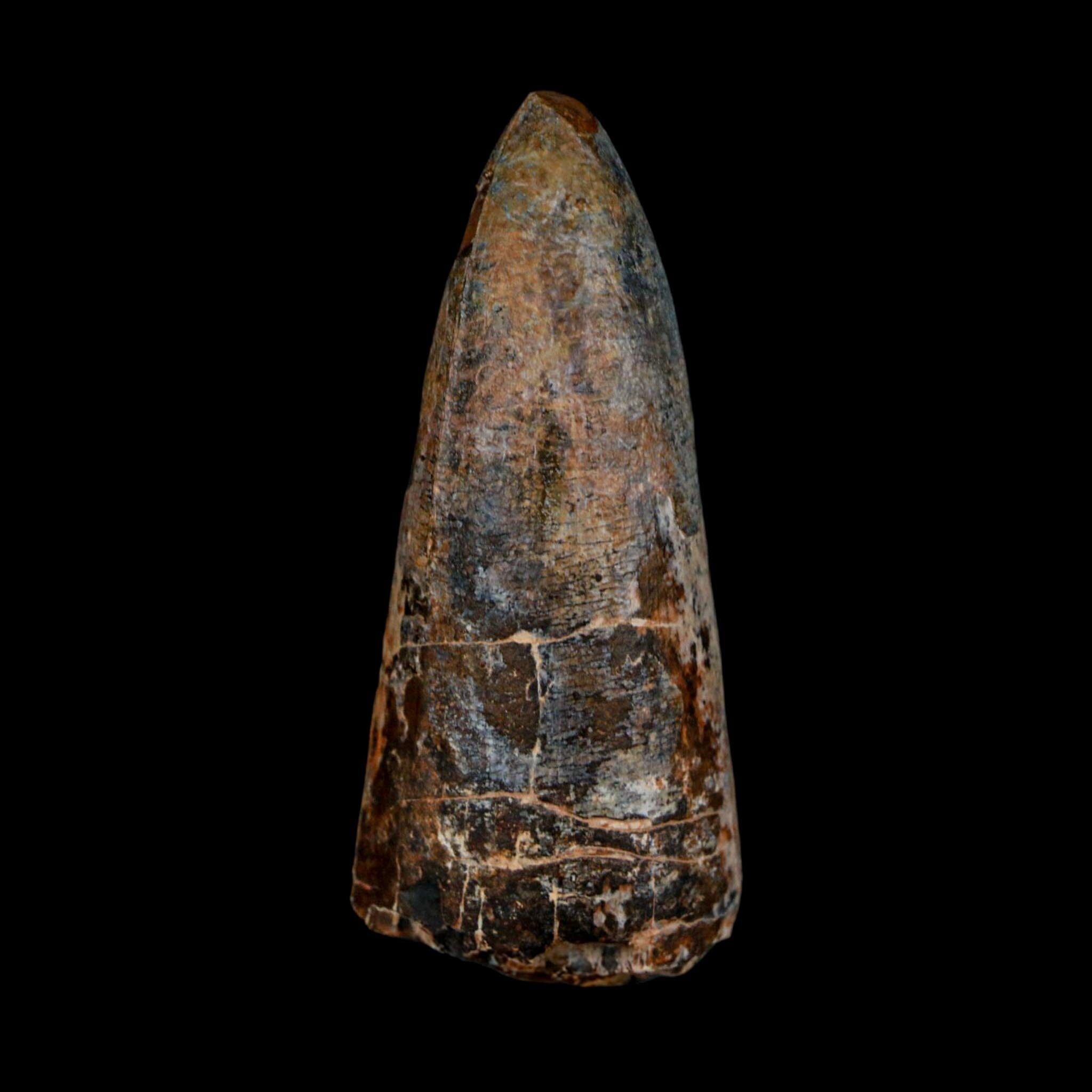 XL 2.6" Sarcosuchus Imperator Crocodile Fossil Tooth Elrhaz FM Cretaceous Niger COA - Fossil Age Minerals