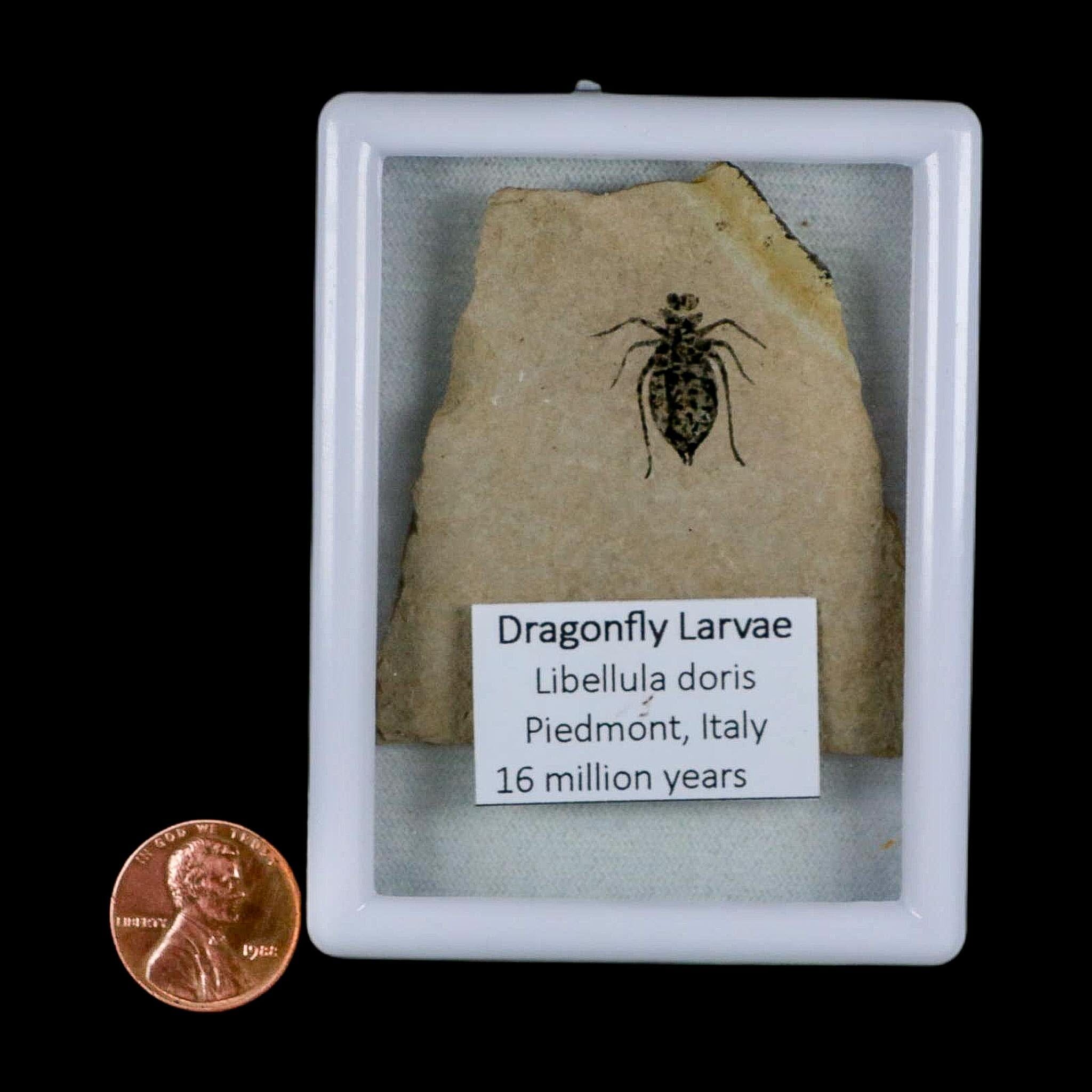 0.7" Dragonfly Larvae Fossil Libellula Doris Plate Upper Miocene Piedmont Italy Display - Fossil Age Minerals