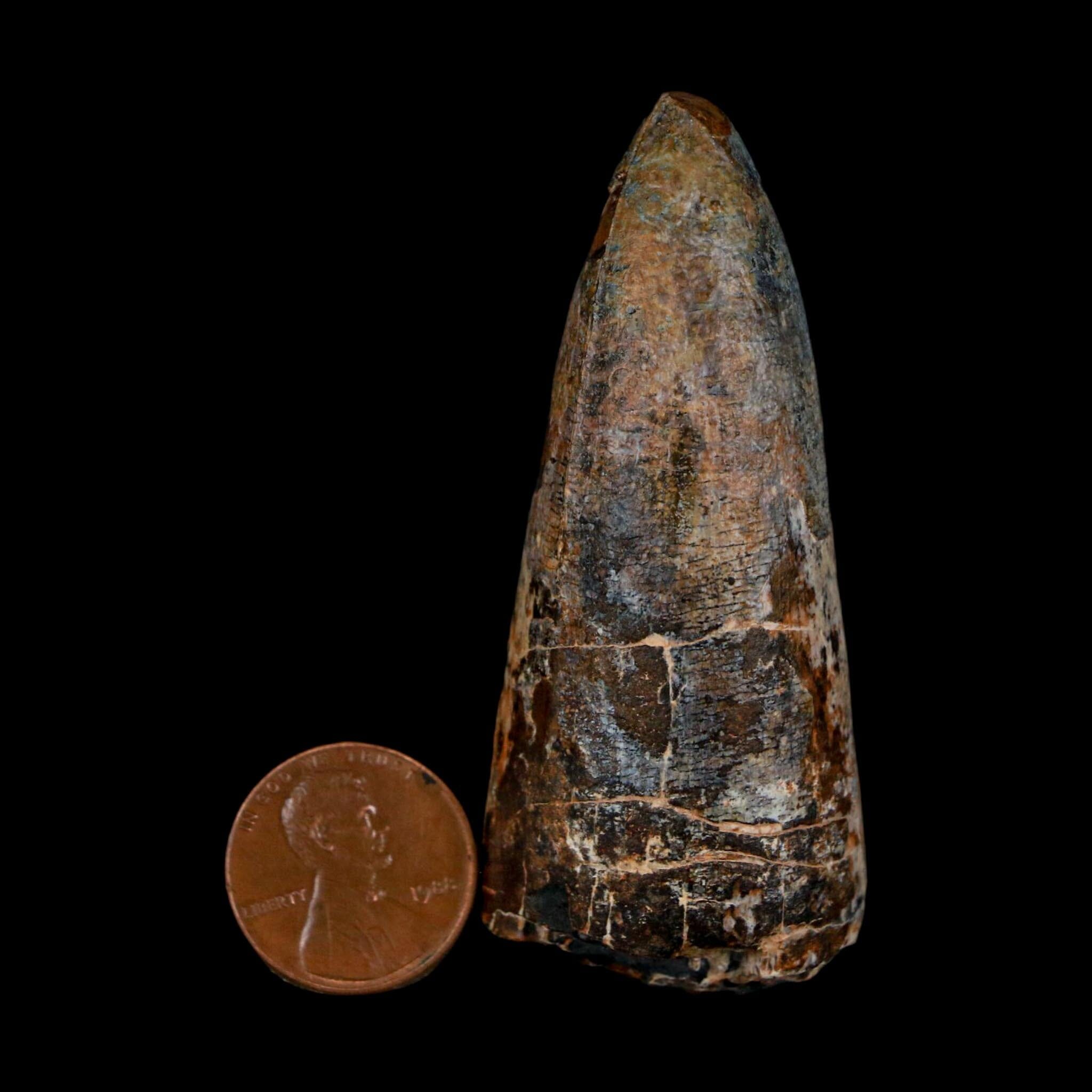 XL 2.6" Sarcosuchus Imperator Crocodile Fossil Tooth Elrhaz FM Cretaceous Niger COA - Fossil Age Minerals