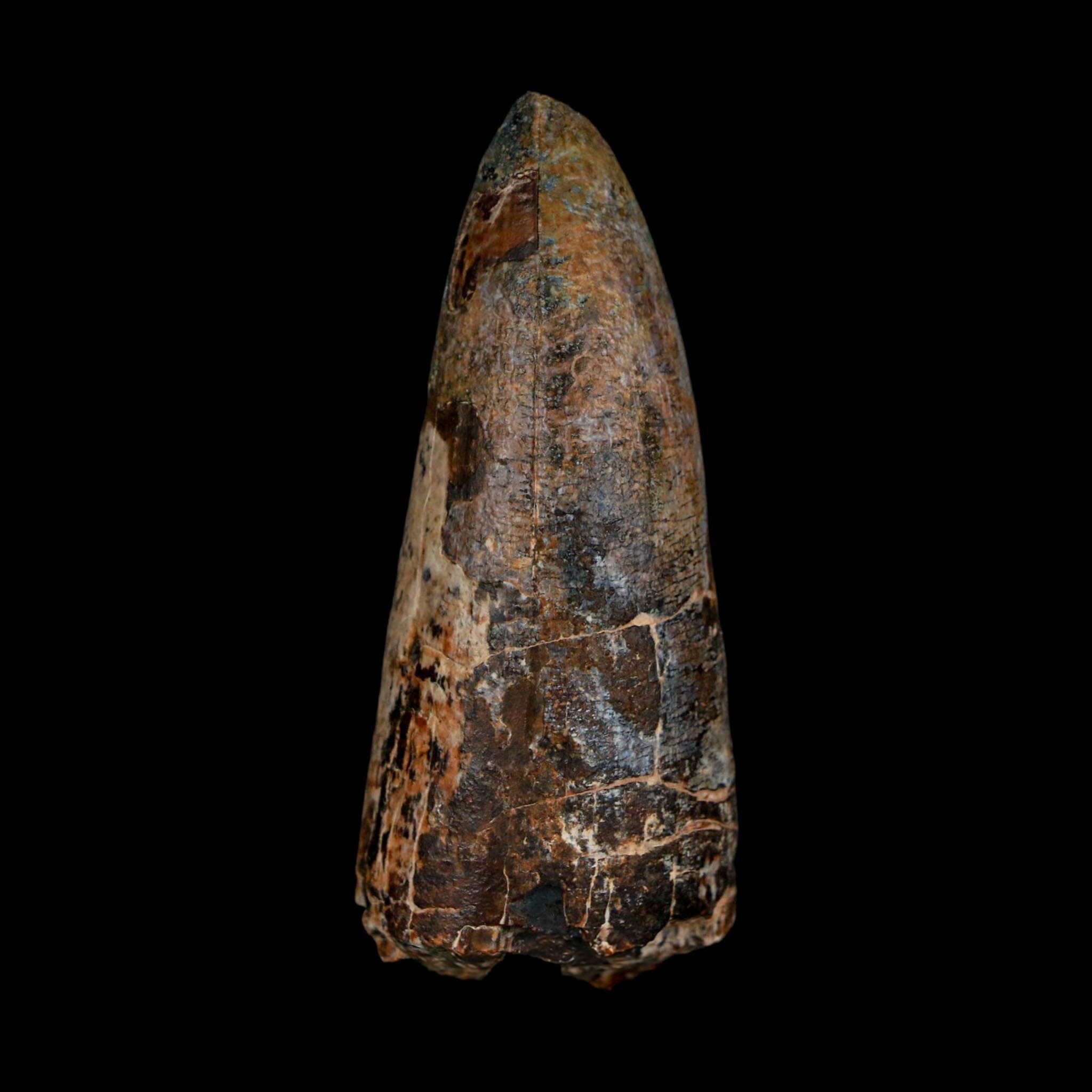 XL 2.6" Sarcosuchus Imperator Crocodile Fossil Tooth Elrhaz FM Cretaceous Niger COA - Fossil Age Minerals