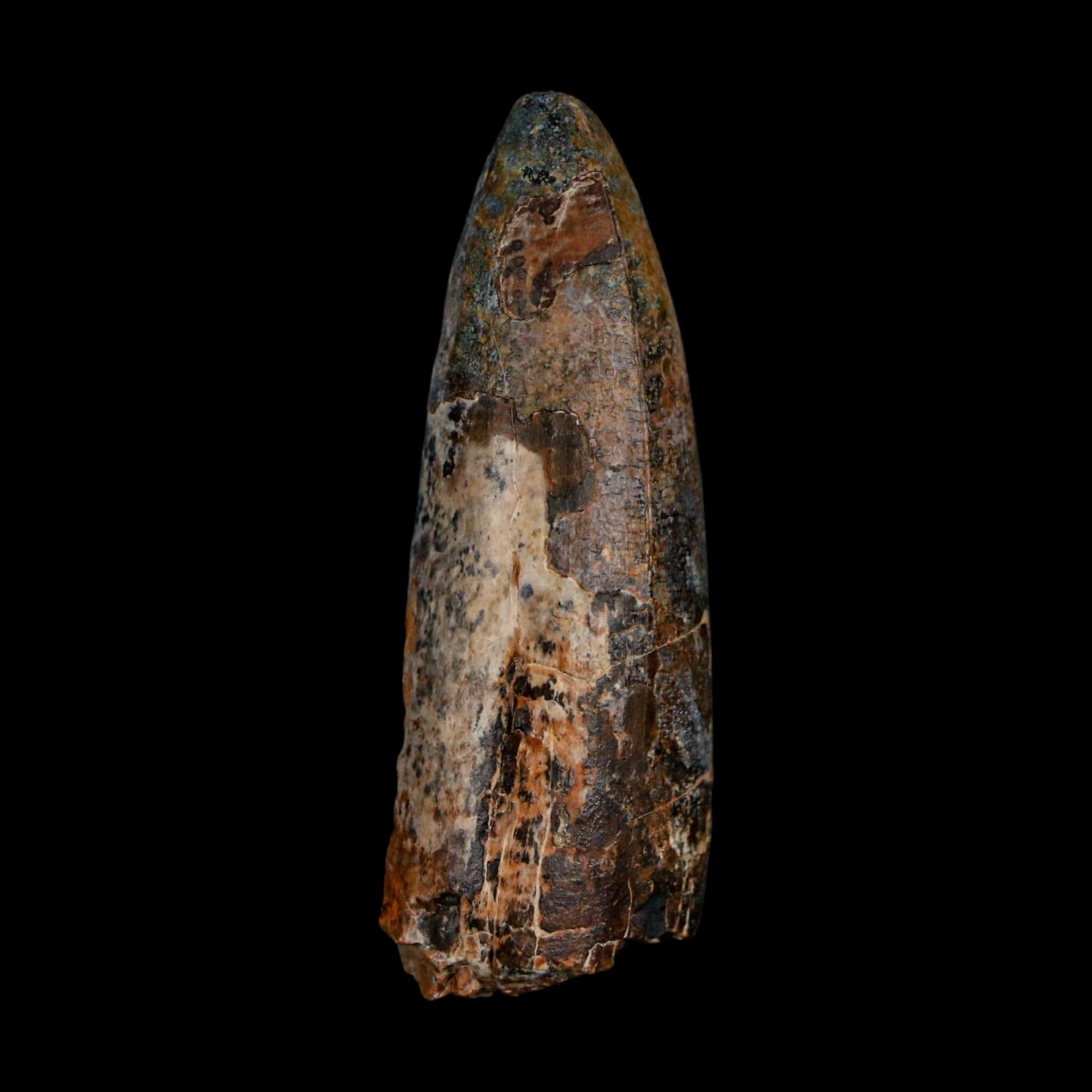 XL 2.6" Sarcosuchus Imperator Crocodile Fossil Tooth Elrhaz FM Cretaceous Niger COA - Fossil Age Minerals