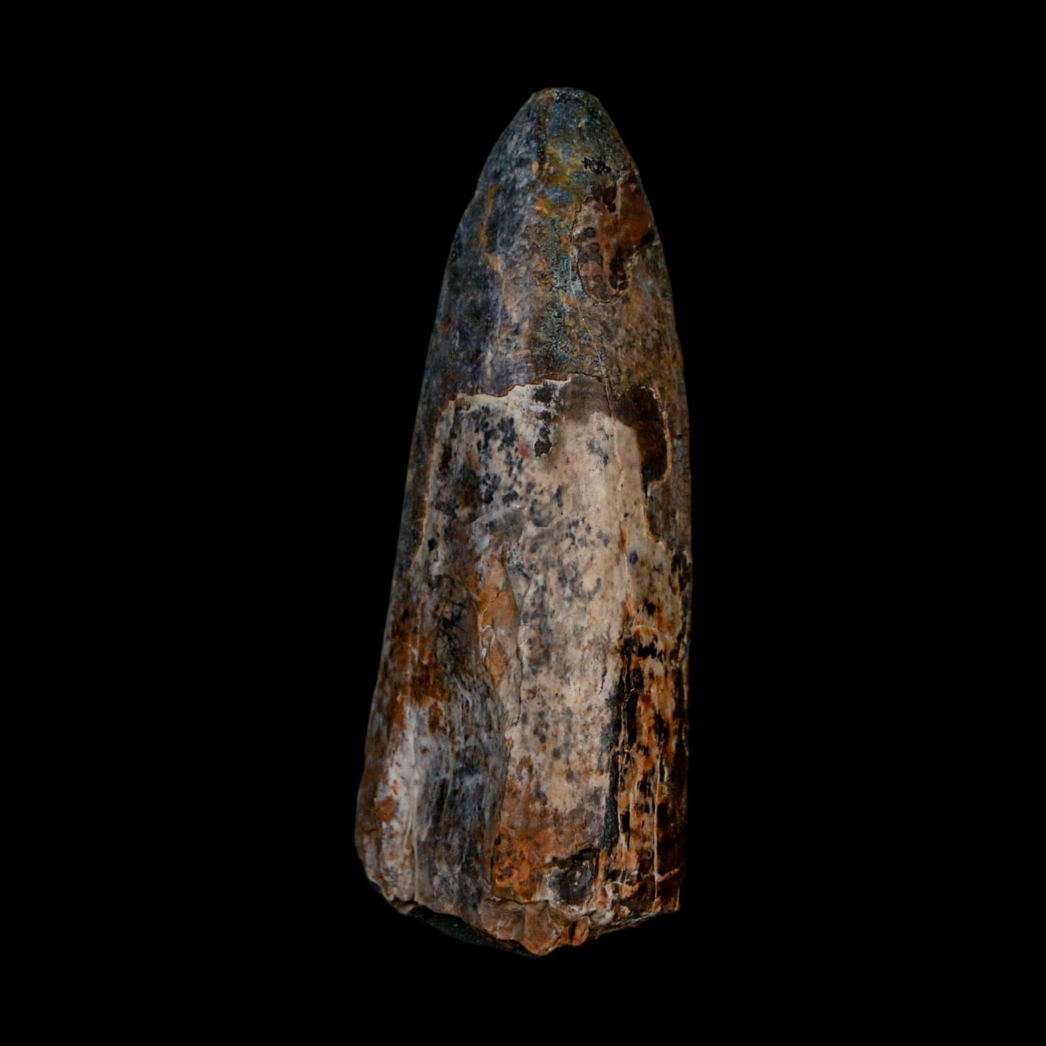 XL 2.6" Sarcosuchus Imperator Crocodile Fossil Tooth Elrhaz FM Cretaceous Niger COA - Fossil Age Minerals