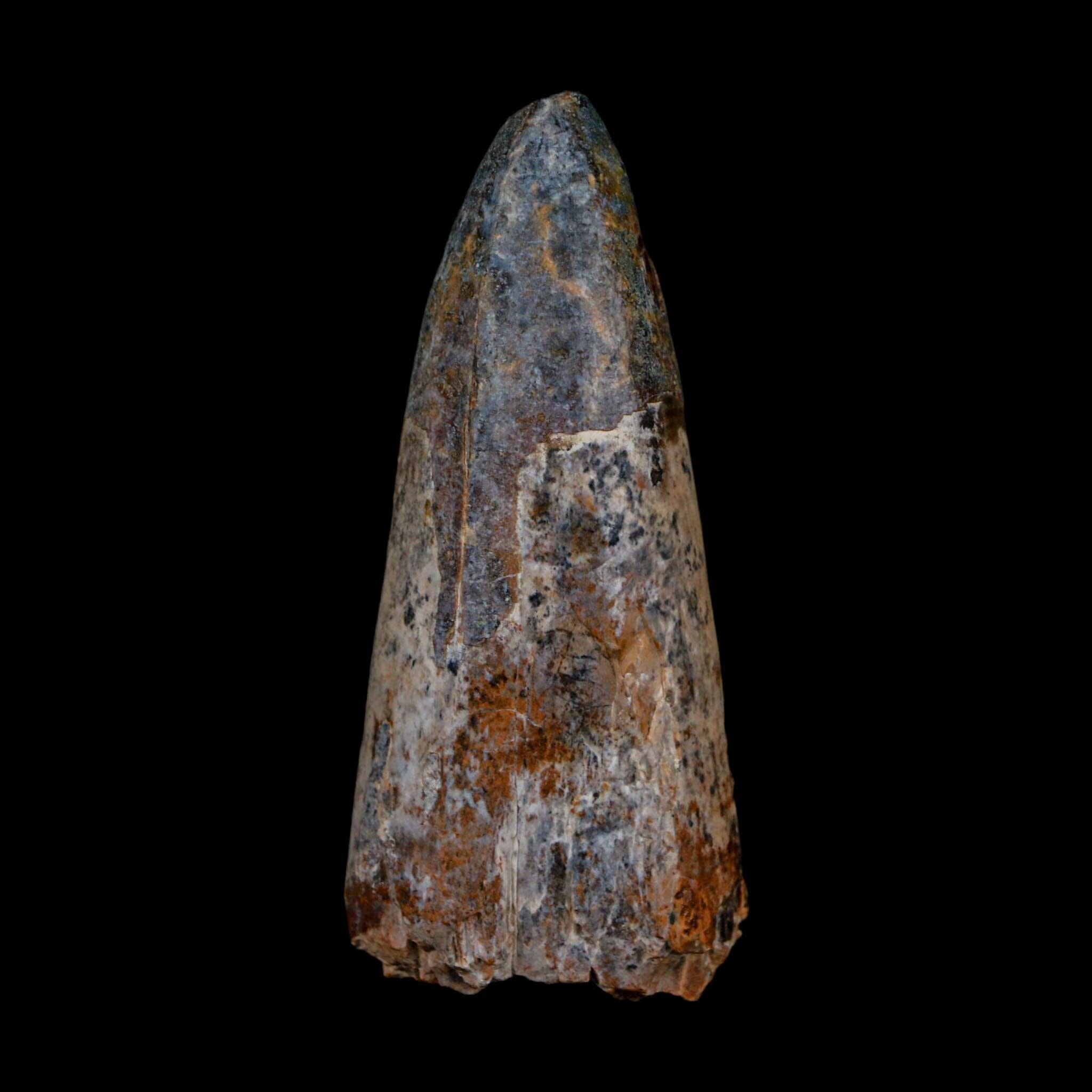 XL 2.6" Sarcosuchus Imperator Crocodile Fossil Tooth Elrhaz FM Cretaceous Niger COA - Fossil Age Minerals