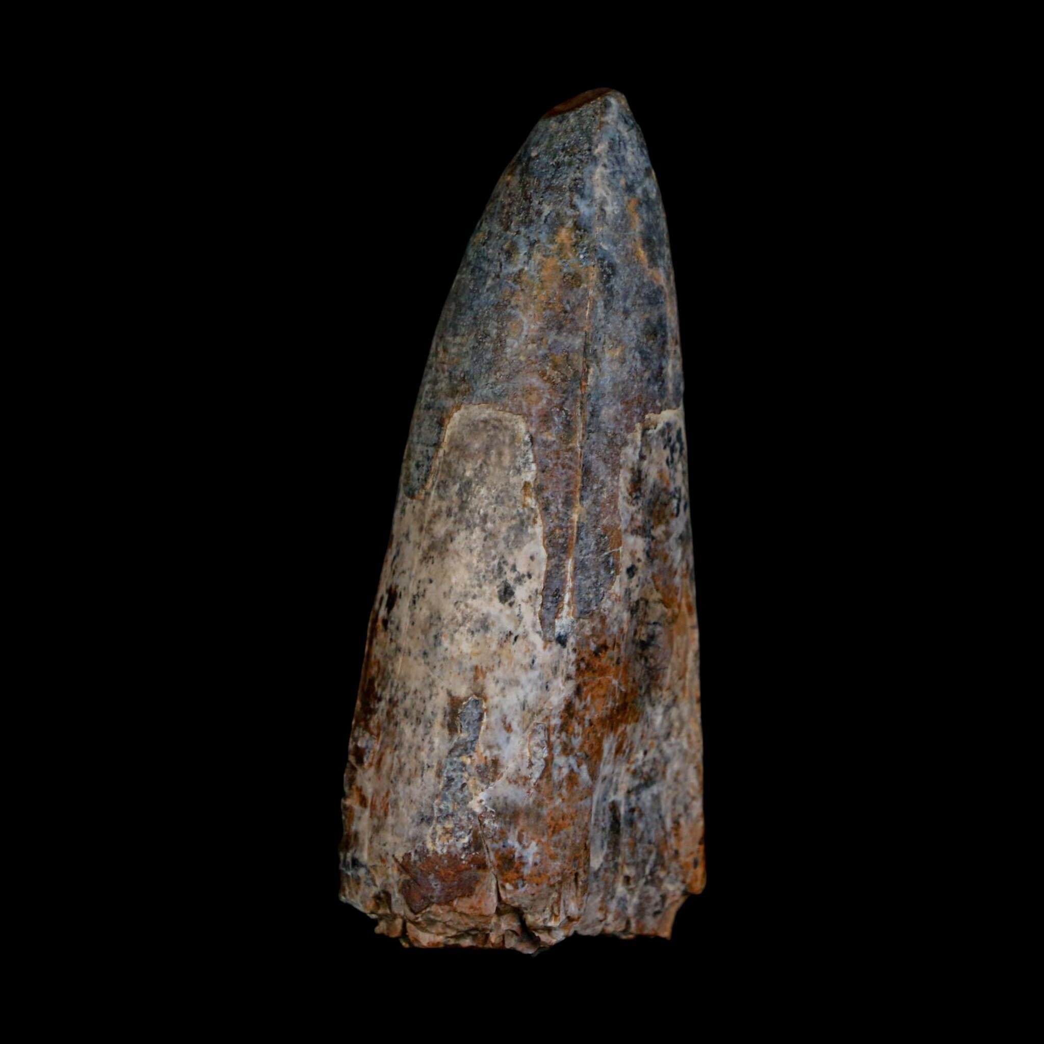 XL 2.6" Sarcosuchus Imperator Crocodile Fossil Tooth Elrhaz FM Cretaceous Niger COA - Fossil Age Minerals