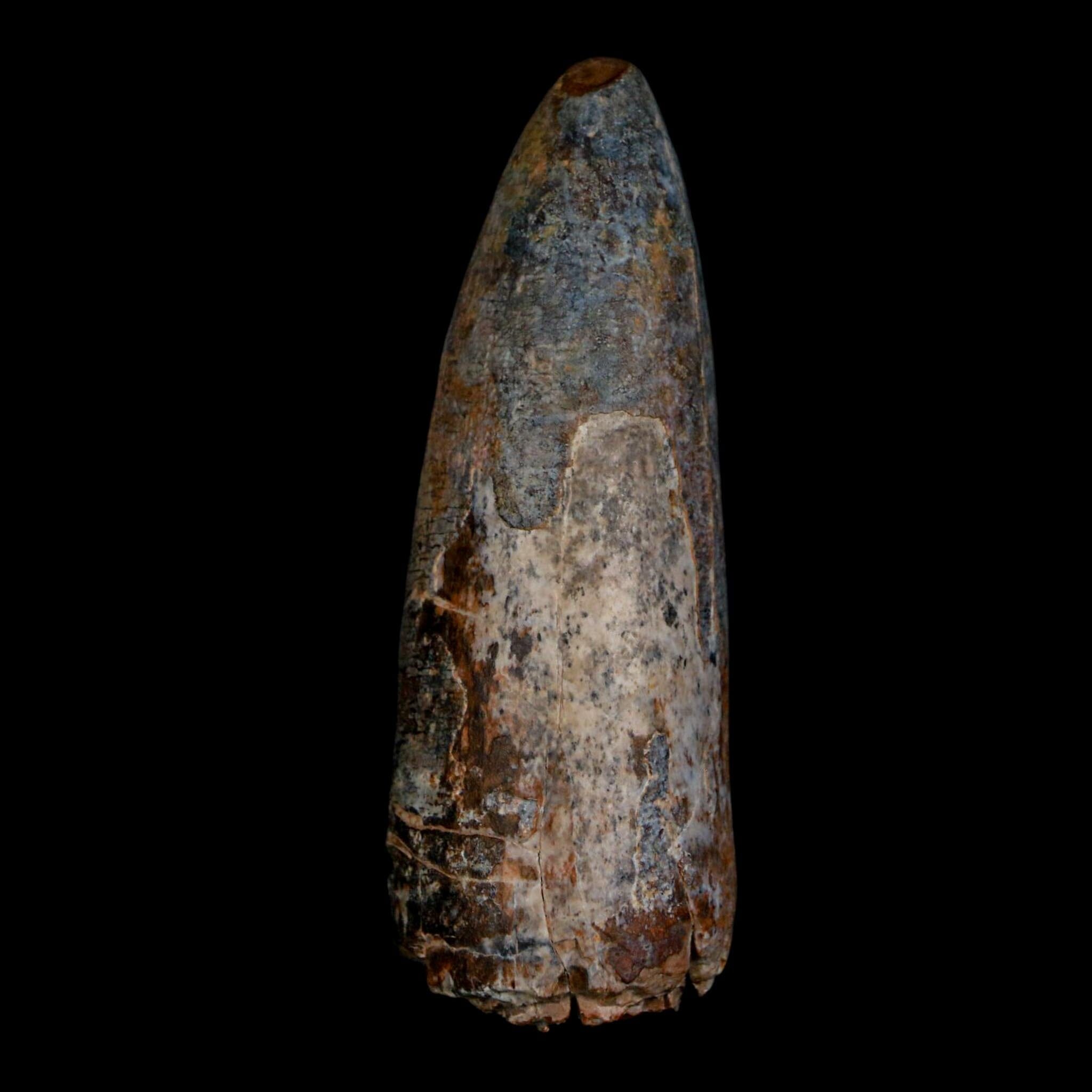 XL 2.6" Sarcosuchus Imperator Crocodile Fossil Tooth Elrhaz FM Cretaceous Niger COA - Fossil Age Minerals