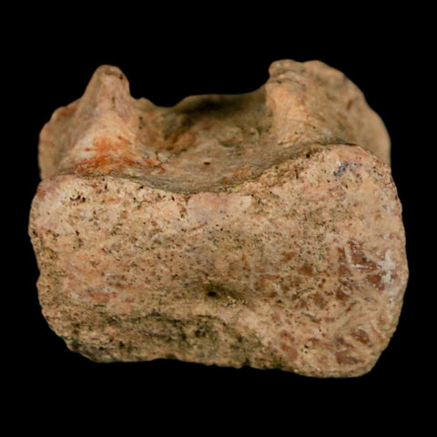 0.8" Corythosaurus Fossil Tail Vertebrae Bone Judith River Cretaceous Dinosaur COA - Fossil Age Minerals