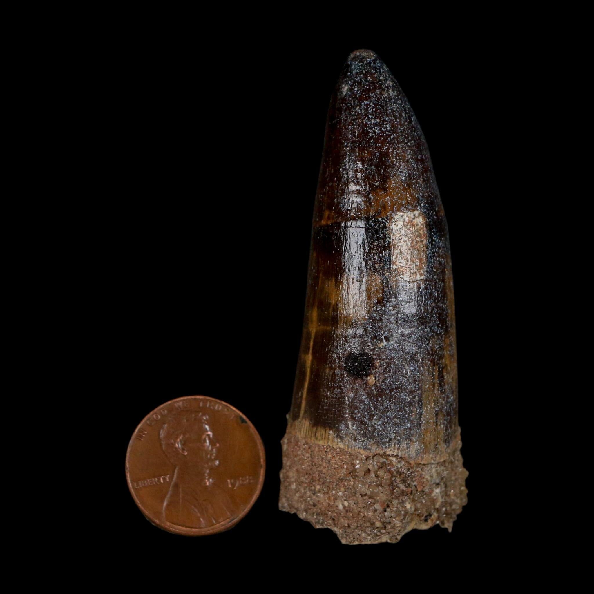 XL 2.6" Sarcosuchus Imperator Crocodile Fossil Tooth Elrhaz FM Cretaceous Niger COA - Fossil Age Minerals