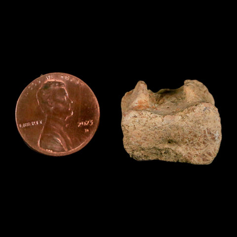 0.8" Corythosaurus Fossil Tail Vertebrae Bone Judith River Cretaceous Dinosaur COA - Fossil Age Minerals