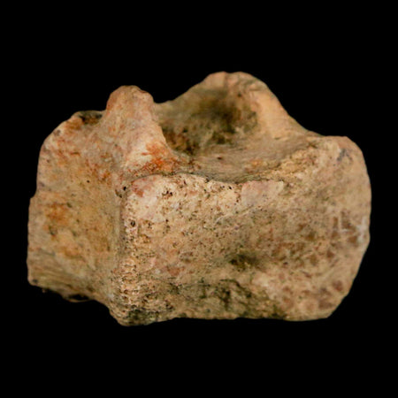 0.8" Corythosaurus Fossil Tail Vertebrae Bone Judith River Cretaceous Dinosaur COA