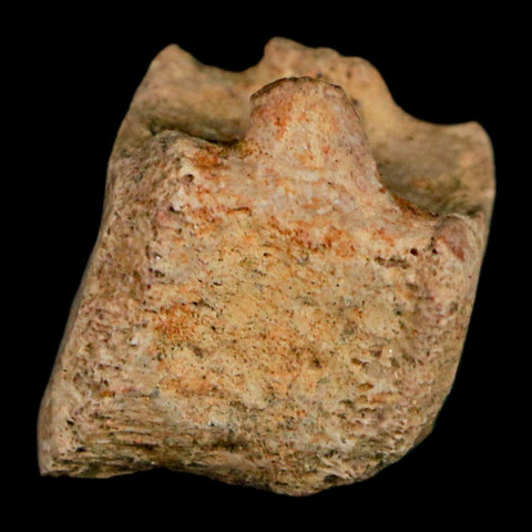 0.8" Corythosaurus Fossil Tail Vertebrae Bone Judith River Cretaceous Dinosaur COA - Fossil Age Minerals