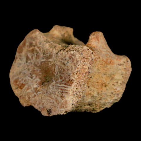 0.8" Corythosaurus Fossil Tail Vertebrae Bone Judith River Cretaceous Dinosaur COA - Fossil Age Minerals