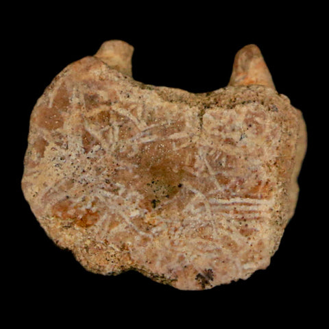 0.8" Corythosaurus Fossil Tail Vertebrae Bone Judith River Cretaceous Dinosaur COA - Fossil Age Minerals