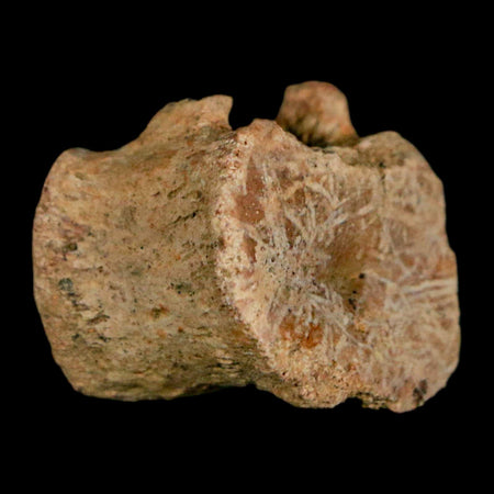 0.8" Corythosaurus Fossil Tail Vertebrae Bone Judith River Cretaceous Dinosaur COA