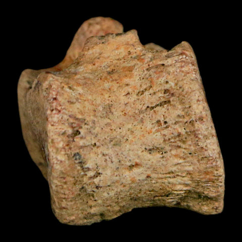 0.8" Corythosaurus Fossil Tail Vertebrae Bone Judith River Cretaceous Dinosaur COA - Fossil Age Minerals