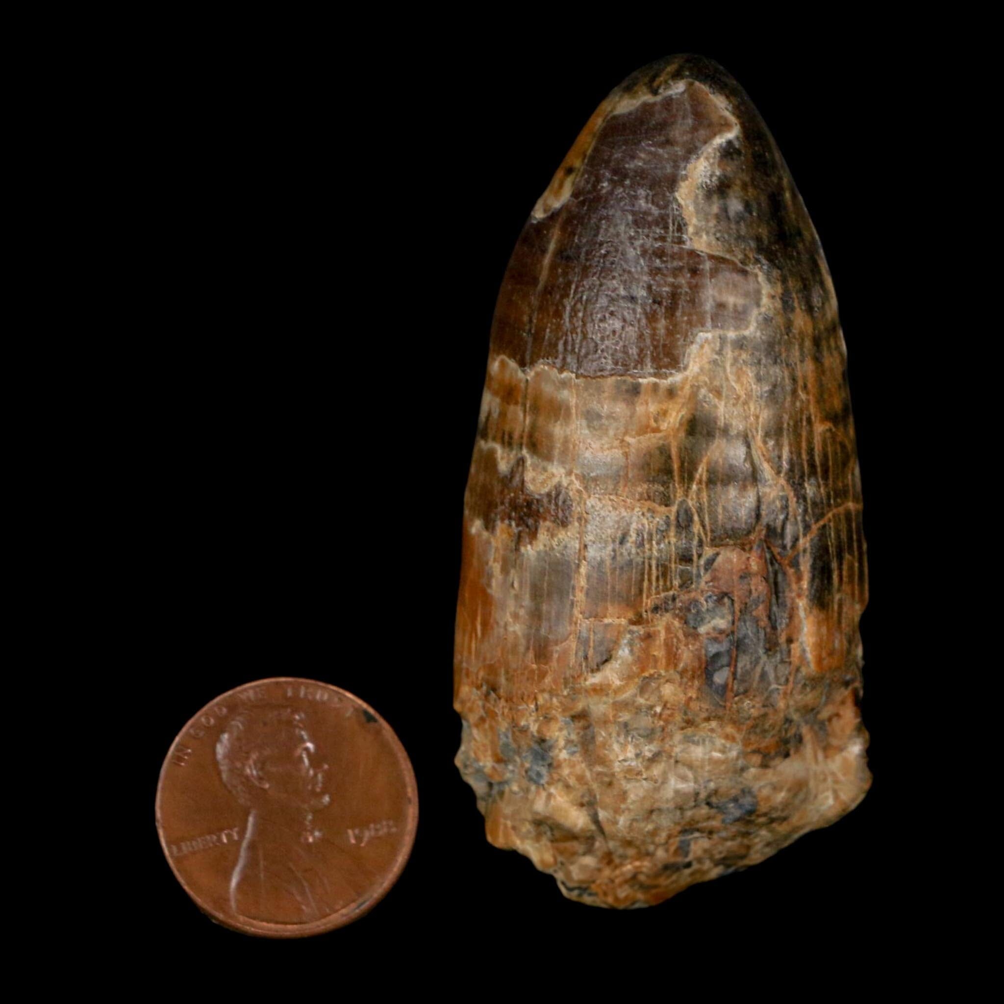 2.4" Sarcosuchus Imperator Crocodile Fossil Tooth Elrhaz FM Cretaceous Niger COA - Fossil Age Minerals