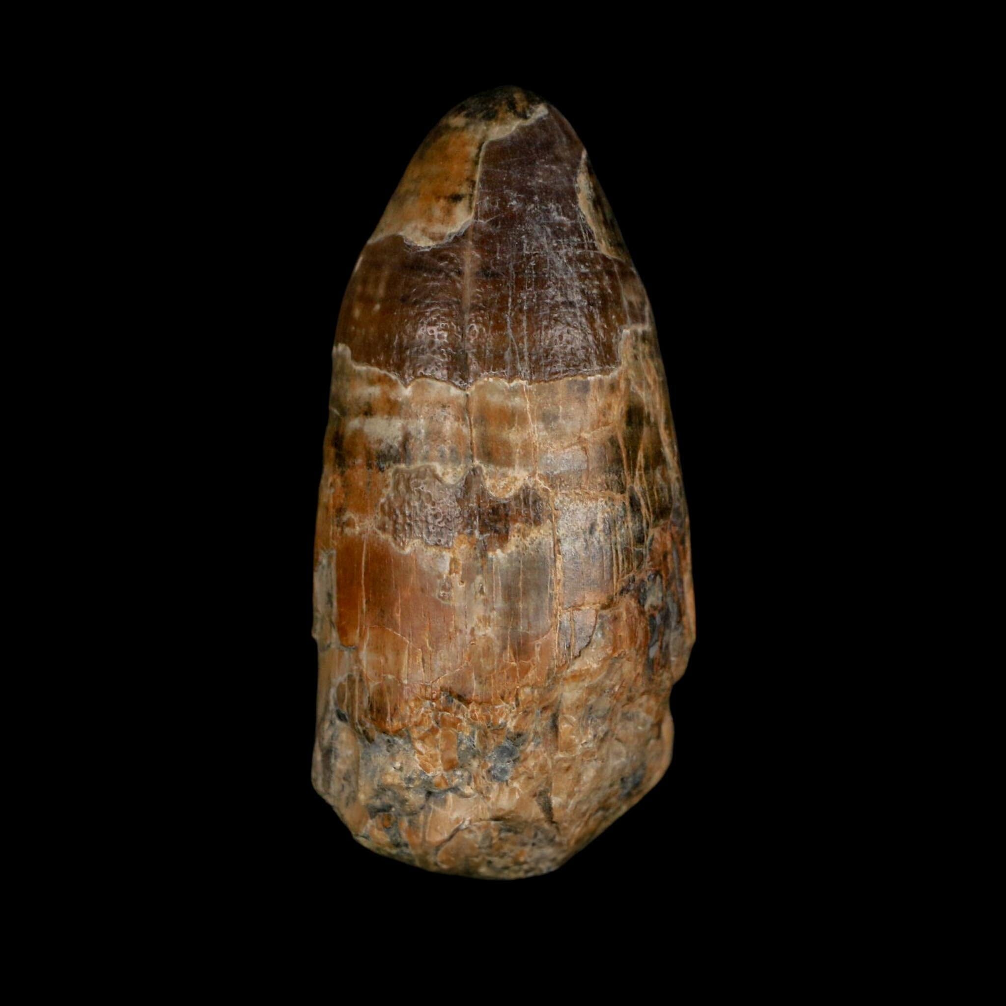 2.4" Sarcosuchus Imperator Crocodile Fossil Tooth Elrhaz FM Cretaceous Niger COA - Fossil Age Minerals