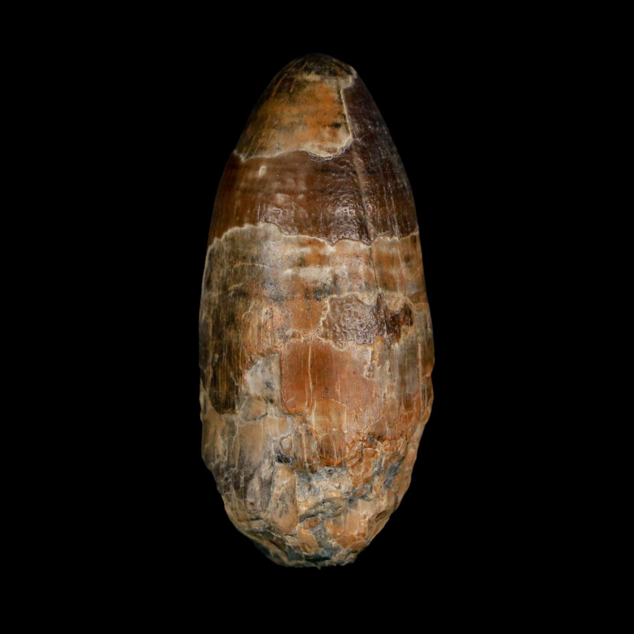 2.4" Sarcosuchus Imperator Crocodile Fossil Tooth Elrhaz FM Cretaceous Niger COA - Fossil Age Minerals