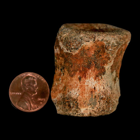 1.5" Brachylophosaurus Fossil Vertebrae Bone Cretaceous Dinosaur Judith River MT COA - Fossil Age Minerals