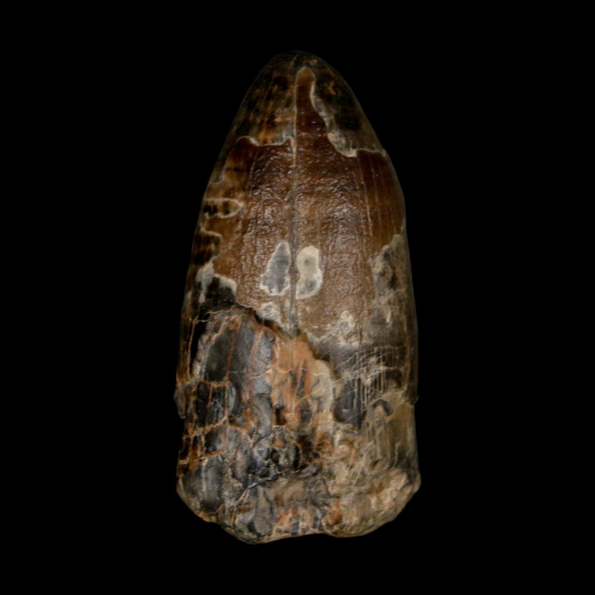 2.4" Sarcosuchus Imperator Crocodile Fossil Tooth Elrhaz FM Cretaceous Niger COA - Fossil Age Minerals
