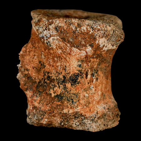 1.5" Brachylophosaurus Fossil Vertebrae Bone Cretaceous Dinosaur Judith River MT COA