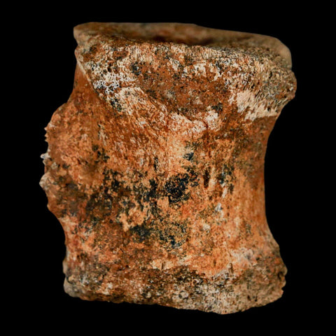 1.5" Brachylophosaurus Fossil Vertebrae Bone Cretaceous Dinosaur Judith River MT COA - Fossil Age Minerals