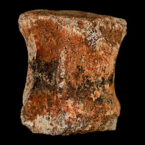 1.5" Brachylophosaurus Fossil Vertebrae Bone Cretaceous Dinosaur Judith River MT COA - Fossil Age Minerals