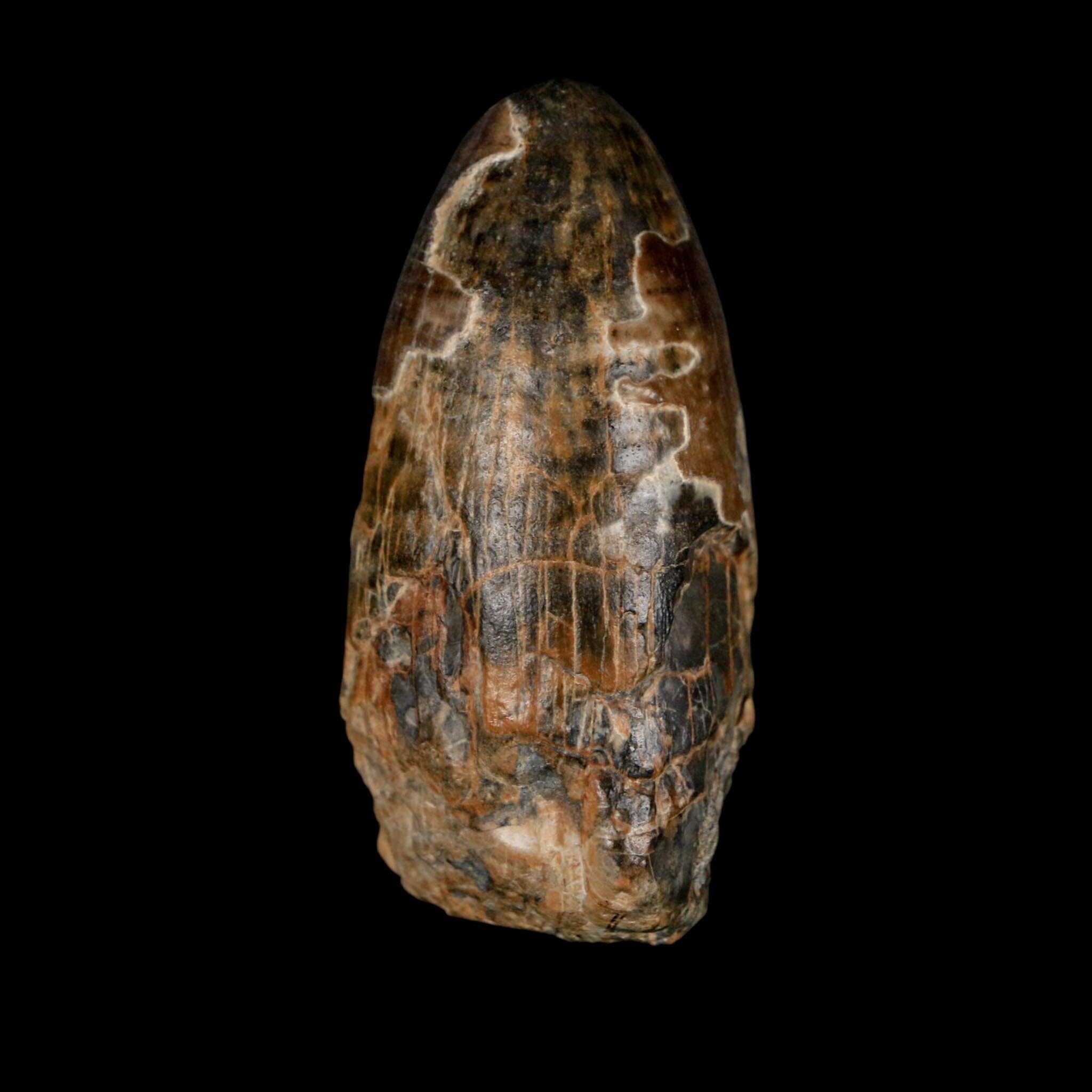 2.4" Sarcosuchus Imperator Crocodile Fossil Tooth Elrhaz FM Cretaceous Niger COA - Fossil Age Minerals