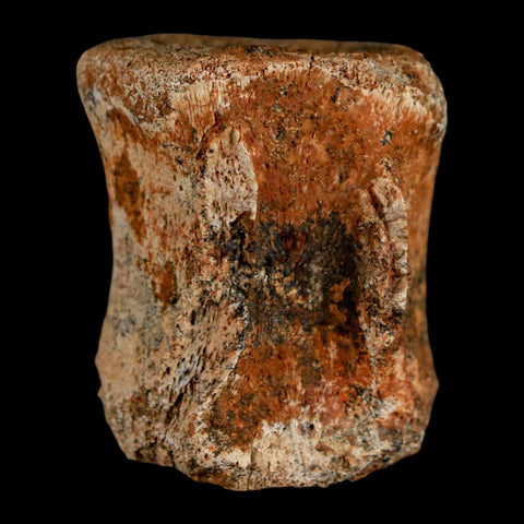 1.5" Brachylophosaurus Fossil Vertebrae Bone Cretaceous Dinosaur Judith River MT COA - Fossil Age Minerals