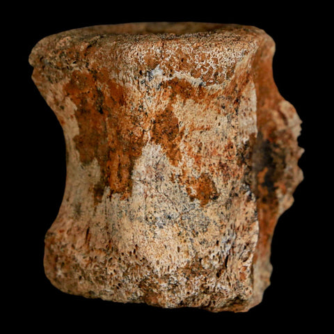 1.5" Brachylophosaurus Fossil Vertebrae Bone Cretaceous Dinosaur Judith River MT COA - Fossil Age Minerals