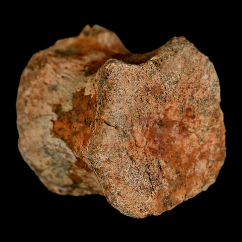 1.5" Brachylophosaurus Fossil Vertebrae Bone Cretaceous Dinosaur Judith River MT COA - Fossil Age Minerals