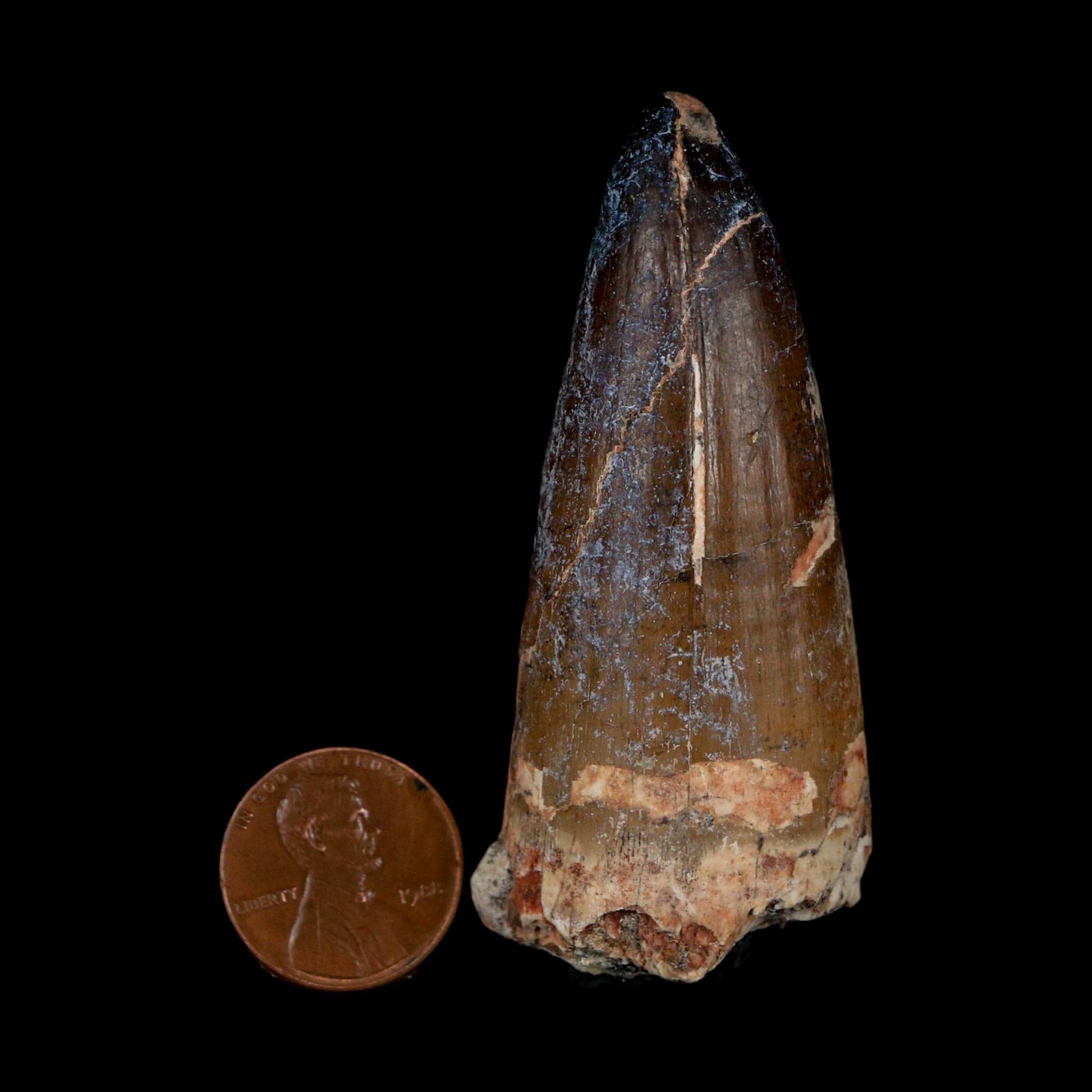 XL 2.6" Sarcosuchus Imperator Crocodile Fossil Tooth Elrhaz FM Cretaceous Niger COA - Fossil Age Minerals