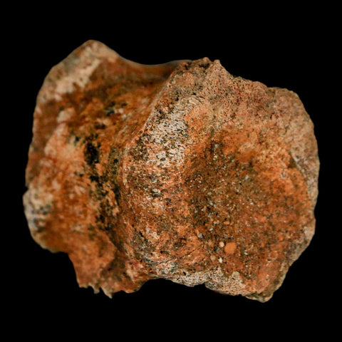 1.5" Brachylophosaurus Fossil Vertebrae Bone Cretaceous Dinosaur Judith River MT COA - Fossil Age Minerals