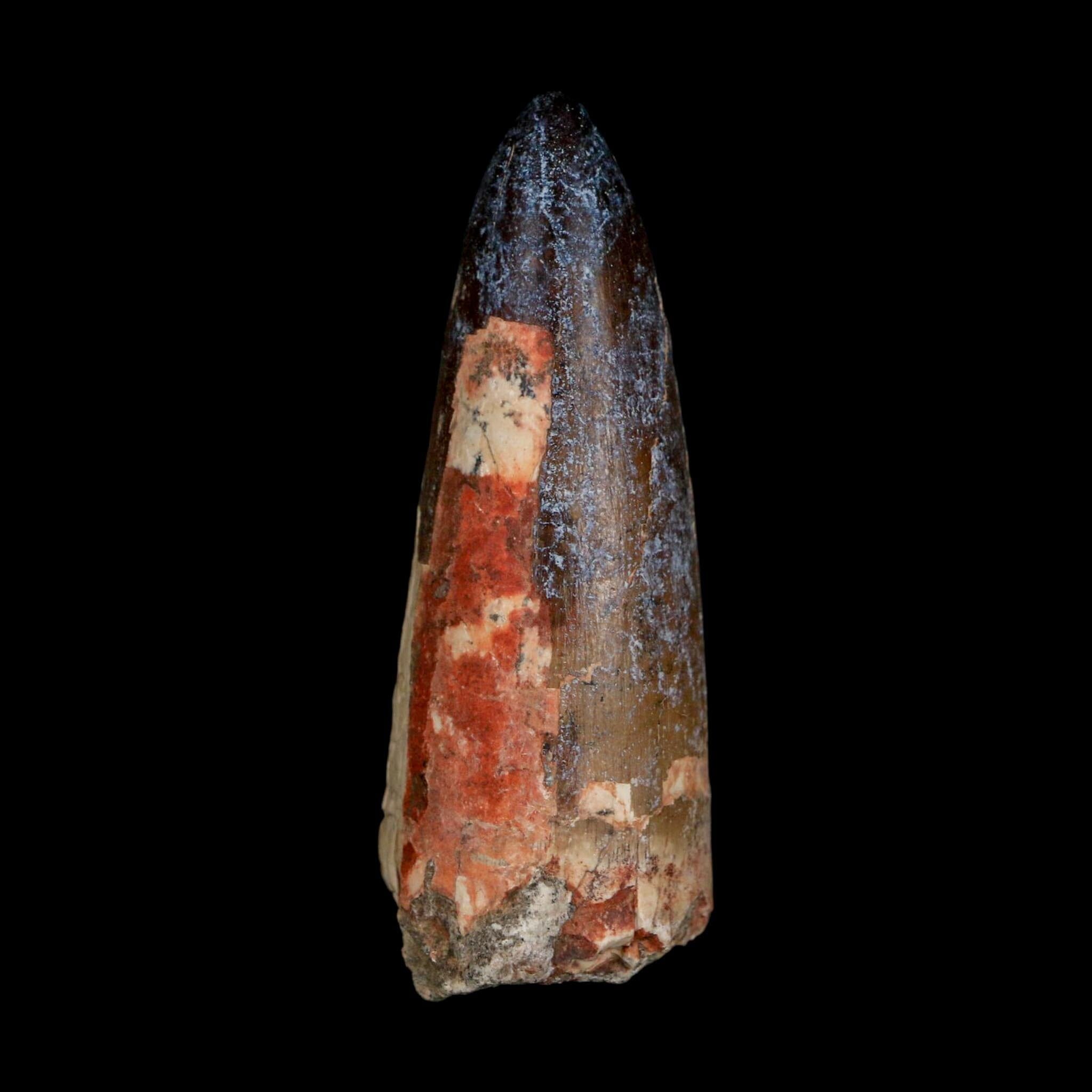 XL 2.6" Sarcosuchus Imperator Crocodile Fossil Tooth Elrhaz FM Cretaceous Niger COA - Fossil Age Minerals