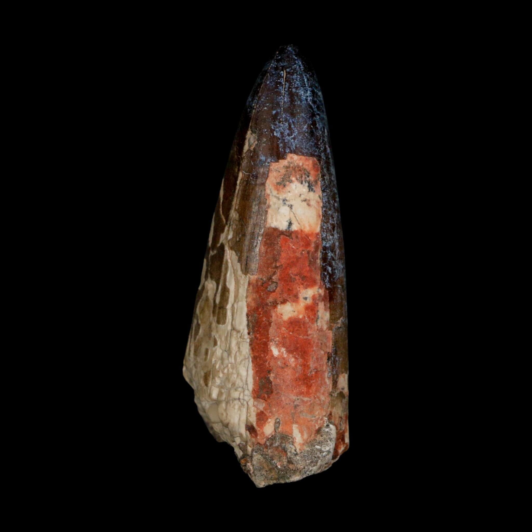 XL 2.6" Sarcosuchus Imperator Crocodile Fossil Tooth Elrhaz FM Cretaceous Niger COA - Fossil Age Minerals