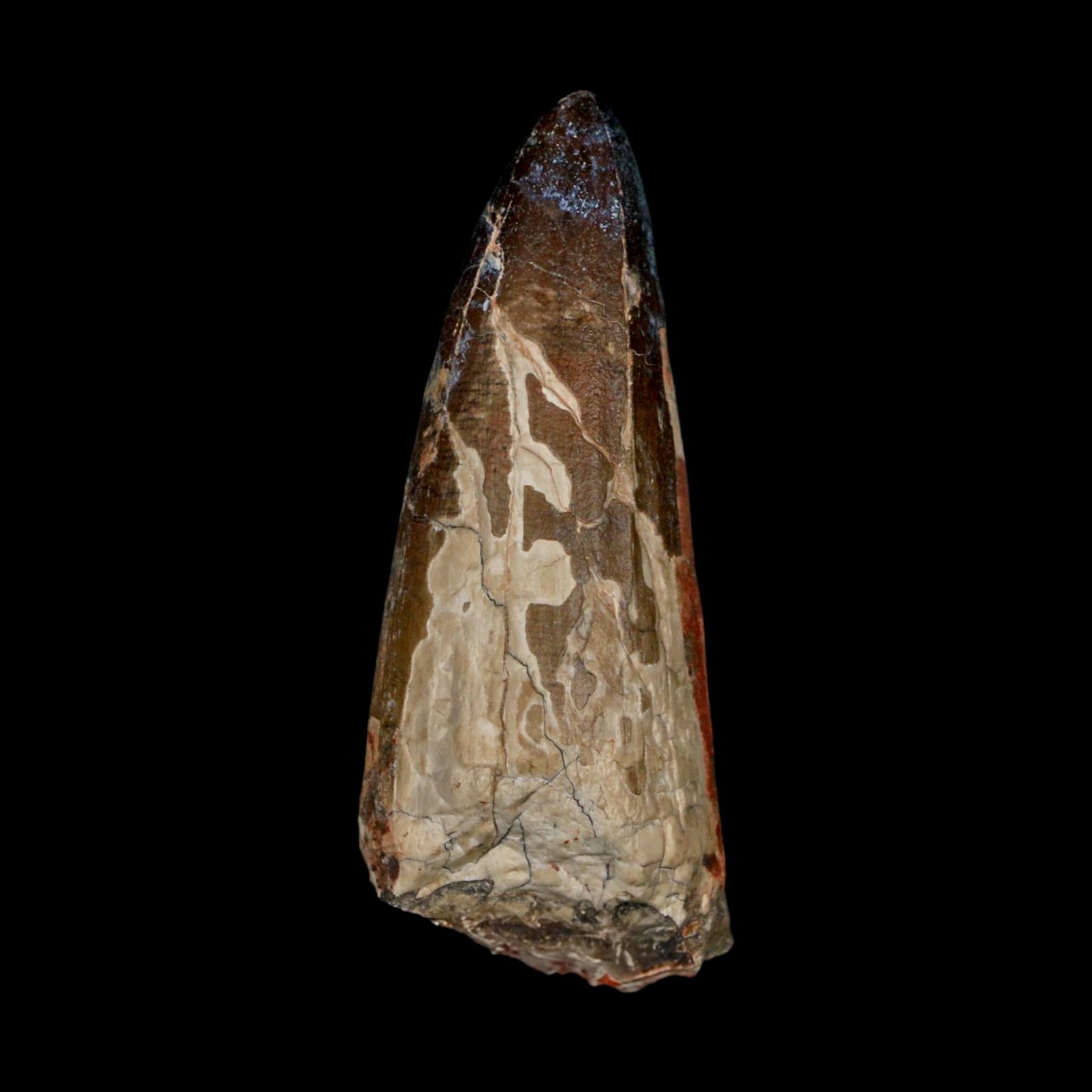 XL 2.6" Sarcosuchus Imperator Crocodile Fossil Tooth Elrhaz FM Cretaceous Niger COA - Fossil Age Minerals