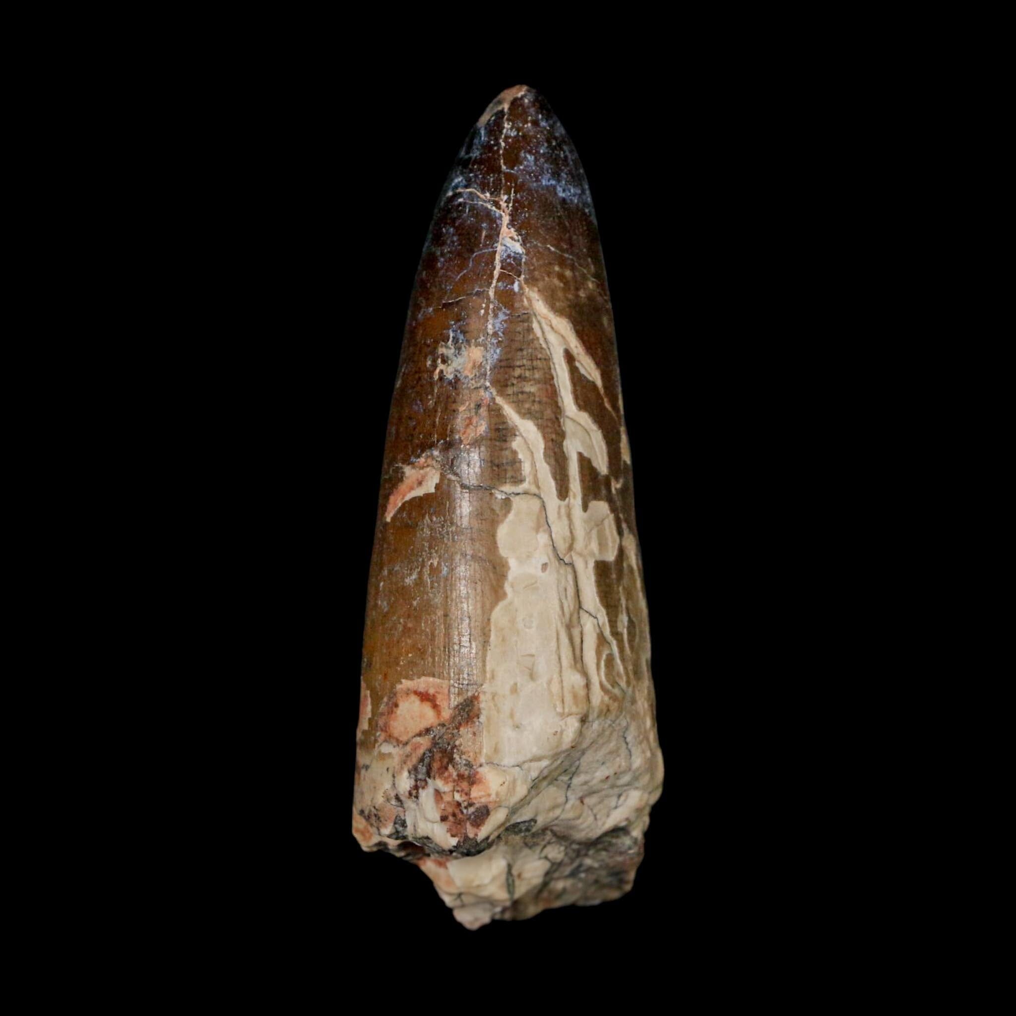 XL 2.6" Sarcosuchus Imperator Crocodile Fossil Tooth Elrhaz FM Cretaceous Niger COA - Fossil Age Minerals