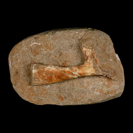 3.9" Pterosaur Tethydraco Regalis Fossil Bone Upper Cretaceous Morocco Stand COA