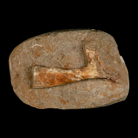 3.9" Pterosaur Tethydraco Regalis Fossil Bone Upper Cretaceous Morocco Stand COA - Fossil Age Minerals