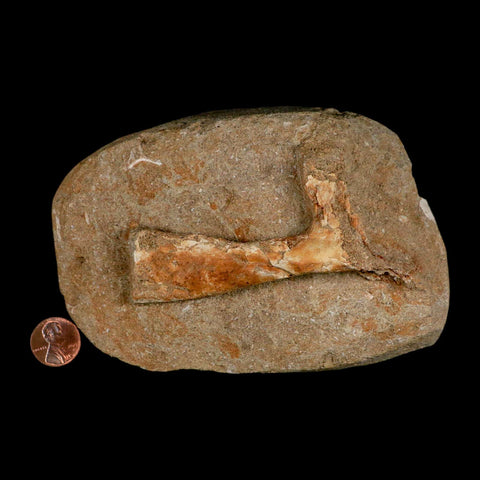 3.9" Pterosaur Tethydraco Regalis Fossil Bone Upper Cretaceous Morocco Stand COA - Fossil Age Minerals