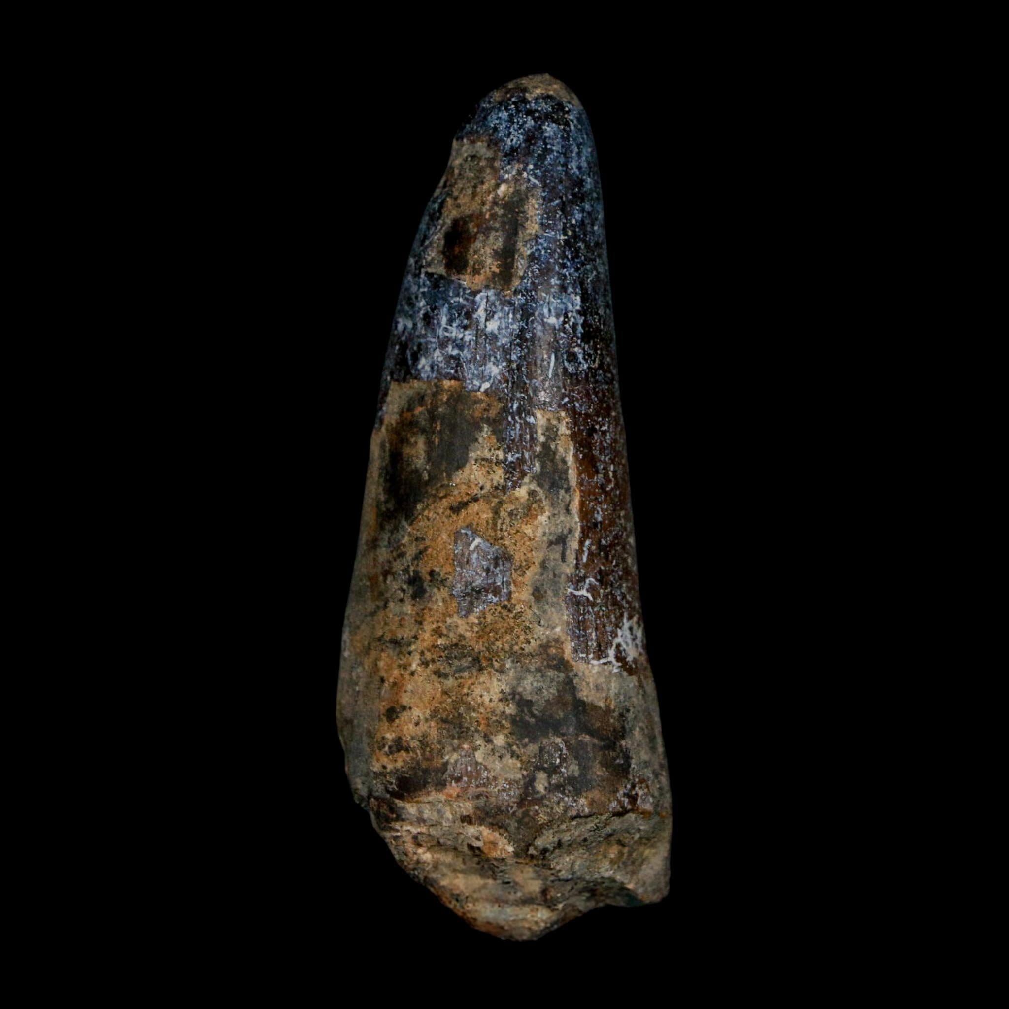 XL 2.6" Sarcosuchus Imperator Crocodile Fossil Tooth Elrhaz FM Cretaceous Niger COA - Fossil Age Minerals