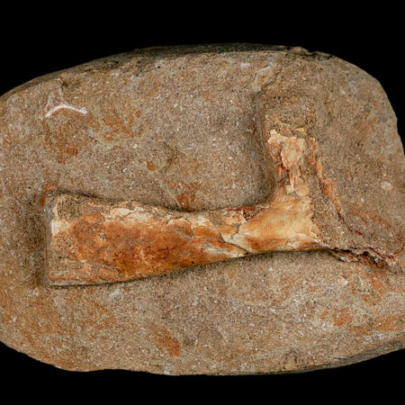 3.9" Pterosaur Tethydraco Regalis Fossil Bone Upper Cretaceous Morocco Stand COA