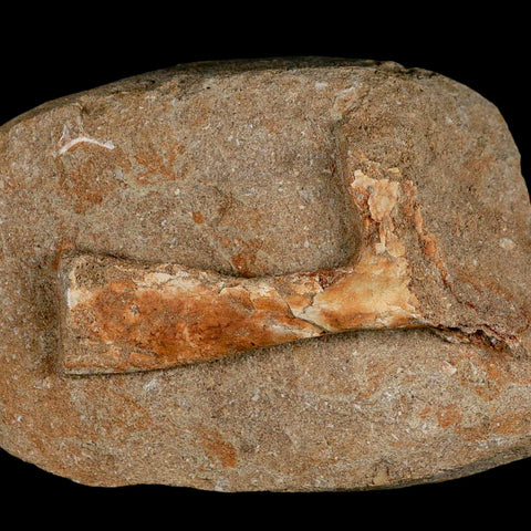 3.9" Pterosaur Tethydraco Regalis Fossil Bone Upper Cretaceous Morocco Stand COA - Fossil Age Minerals